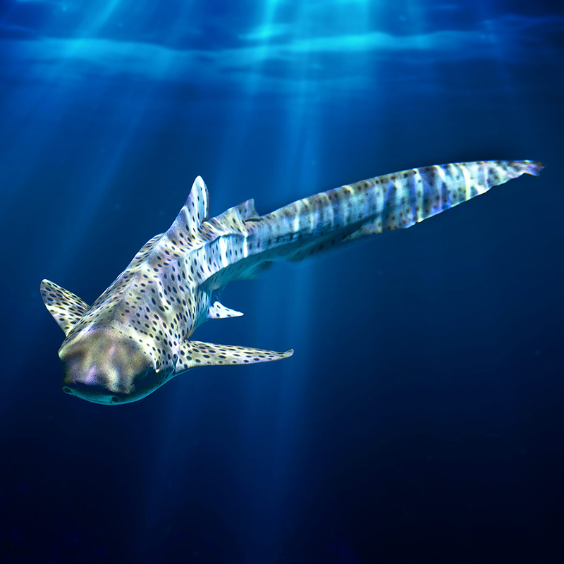 Shark